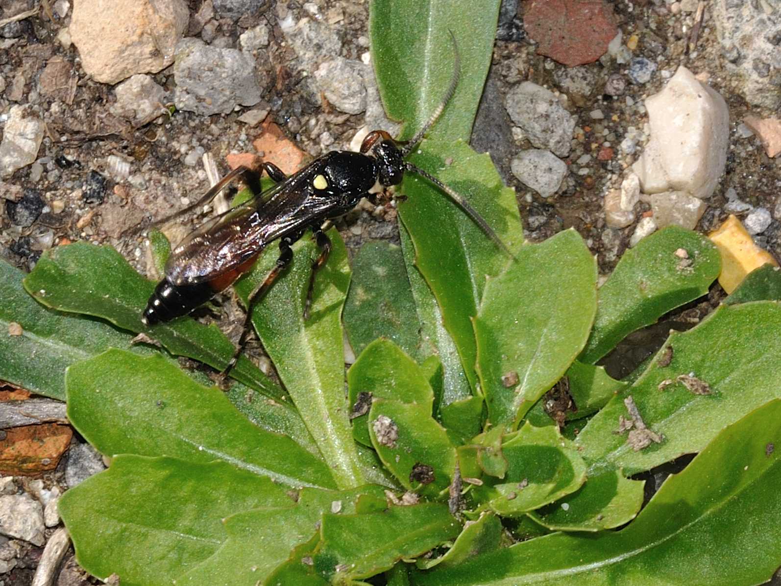 Ichneumonidae sp.